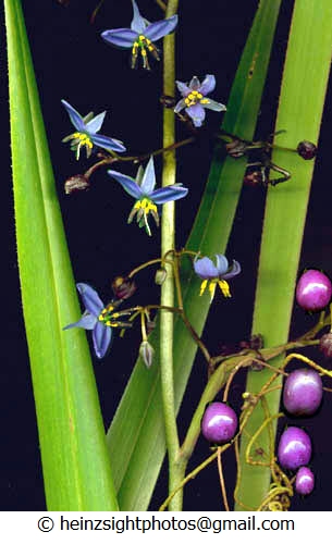 Blue shop flax lily